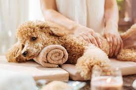 Pet Massage